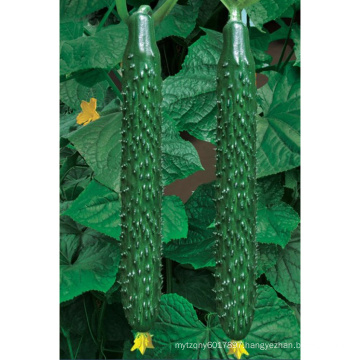 HCU08 Yenei 37cm in length,chinese F1 hybrid cucumber seeds in vegetable seeds